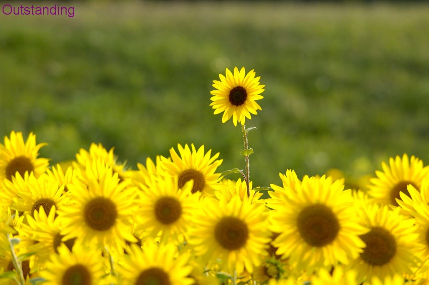 Sun Flowers